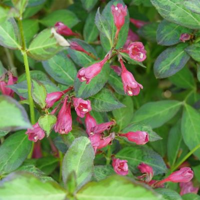 Image showing  2 gal. Potted Red-Pink Vinho Verde Weigela Shrub Bush