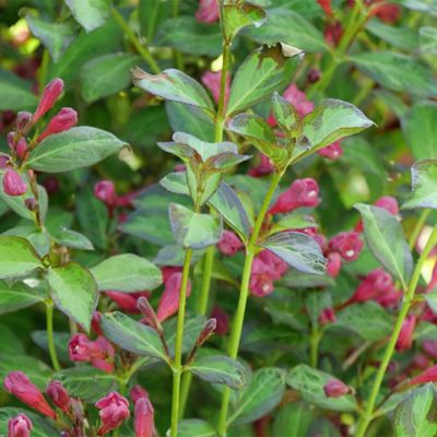 Image showing  2 gal. Potted Red-Pink Vinho Verde Weigela Shrub Bush