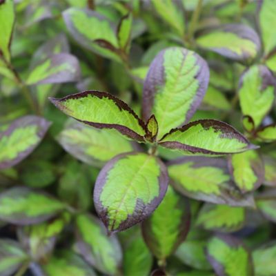 Image showing  2 gal. Potted Red-Pink Vinho Verde Weigela Shrub Bush