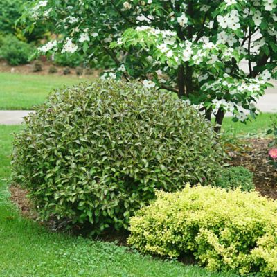 Image showing  2 gal. Potted Red-Pink Vinho Verde Weigela Shrub Bush