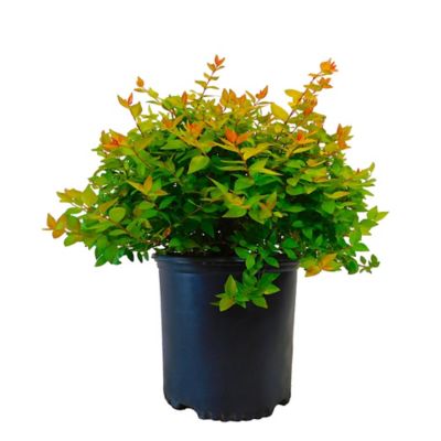 2.25 gal. Potted Abelia Canyon Creek Shrub