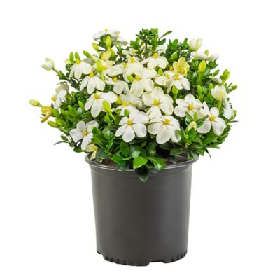 2.25 gal. Kleims Hardy Gardenia Shrub