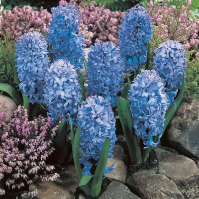 Van Zyverden Baby Blue Fragrant Hyacinth Bulbs, 3-Pack