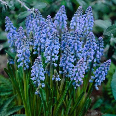 Van Zyverden Blue Grape Hyacinth Bulbs, 10-Pack