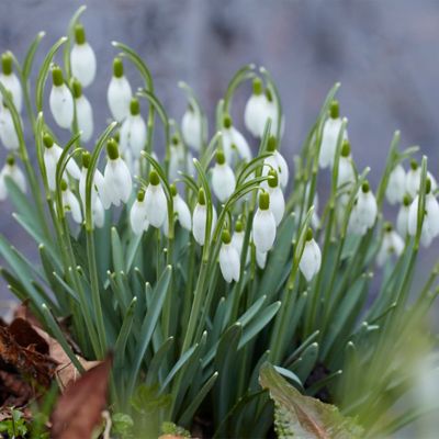 Van Zyverden White Snowdrop Galanthus Bulbs, 5-Pack