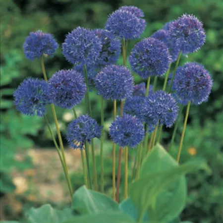 Van Zyverden Allium Azureum Globe Blue Onion Bulbs Pack of 12 Perennials