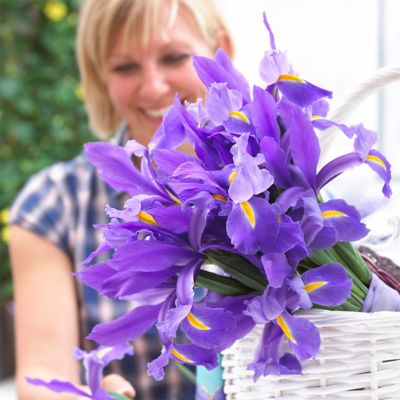 Van Zyverden Sapphire Beauty Dutch Iris Bulbs, 12 pk.