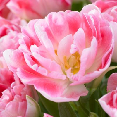 Van Zyverden Pink Angelique Tulip Bulbs, 5-Pack
