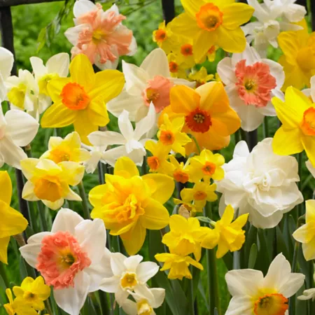 Van Zyverden Kitchen Sink Daffodil Bulb Mix Pack of 6 Perennials