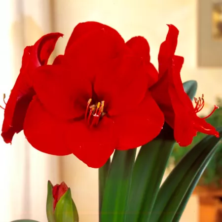 Van Zyverden Red Lion Amaryllis 1 Bulb Perennials