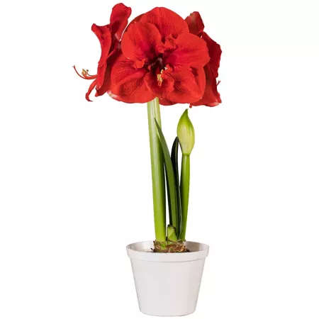 Van Zyverden Premium Fast Track Amaryllis Hypersonic Bulb 1 Pack Perennials