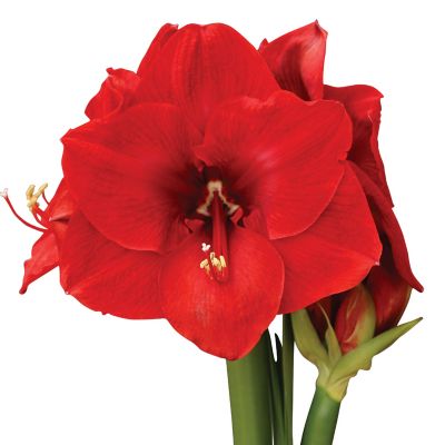Image showing  Premium Fast Track Amaryllis Hypersonic Set of 1 Bulb