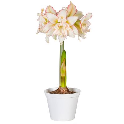 Van Zyverden Premium Fast Track Amaryllis Impatient Set of 1 Bulb