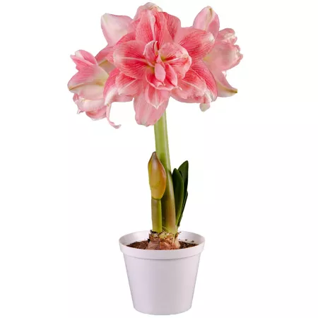 Van Zyverden Premium Fast Track Amaryllis Double Time 1 Bulb Perennials