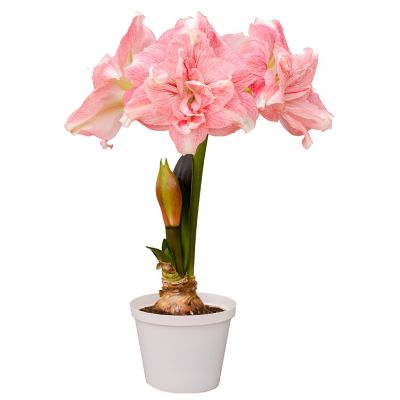 Image showing  Premium Fast Track Amaryllis Double Time Set of 1 Bulb
