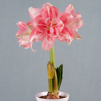 Image showing  Premium Fast Track Amaryllis Double Time Set of 1 Bulb