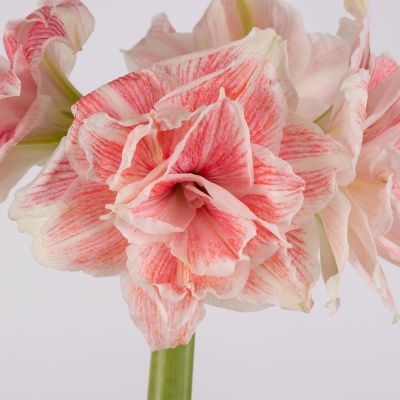 Image showing  Premium Fast Track Amaryllis Double Time Set of 1 Bulb