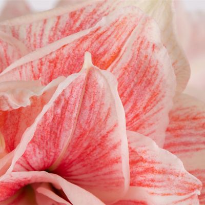 Image showing  Premium Fast Track Amaryllis Double Time Set of 1 Bulb
