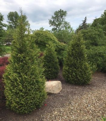 Junior Giant Arborvitae, 2 gal.