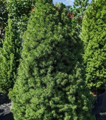 Spruce Conica, 2 gal.