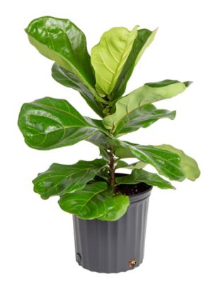 Costa Farms Ficus Lyrata Plant, 1 pc.