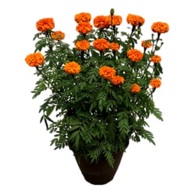 Masson Farms of New Mexico 12 in. Marigold Outdoor Plant in Pot