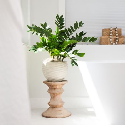 Image showing  28 in. Artificial Zamioculcas Plant with Decorative Planter