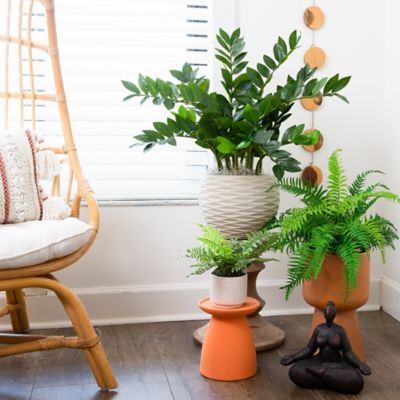 Image showing  28 in. Artificial Zamioculcas Plant with Decorative Planter