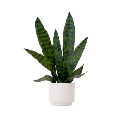 Nearly Natural 16 in. Artificial Sansevieria Snake Plant in Decorative Planter