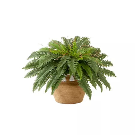 23" Almost Natural Artificial Boston Fern Plant in Handmade Jute and Cotton Basket with Tassels DIY KIT Artificial Plants & Flowers