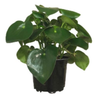 8 in. Peperomia Rain Drop Live Indoor Houseplant in Grower Pot, 1 pc.
