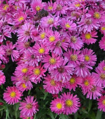 Aster Kickin Carmine Red 2G