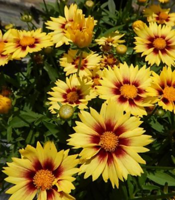 Coreopsis Lil Bang Enchanted Eve, 1 gal.