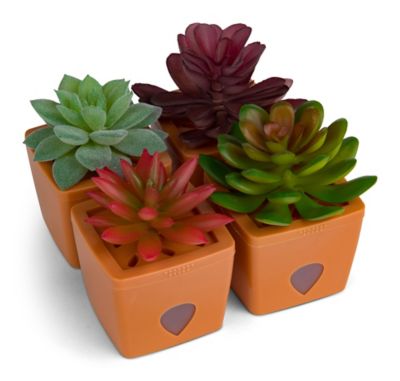JT Eaton Fruit Fly Succulent Traps Terra Cotta Base