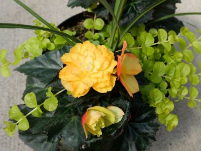 Image showing Whiskey Barrel Begonia, 3 qt.