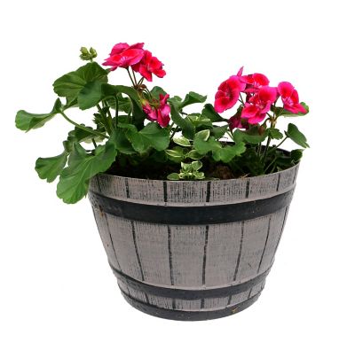 Whiskey Barrel Geranium, 3 qt.