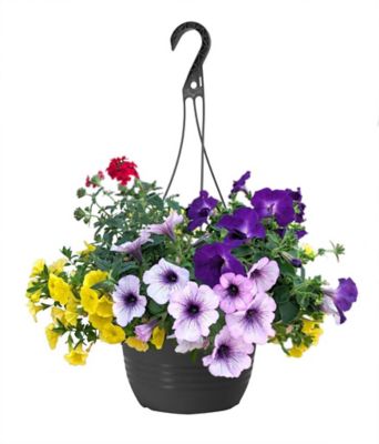 Assorted Annual Hanging Basket, 1.5 GL