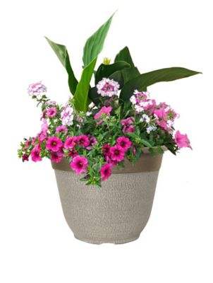 Assorted Annual Planter, 4.7GL