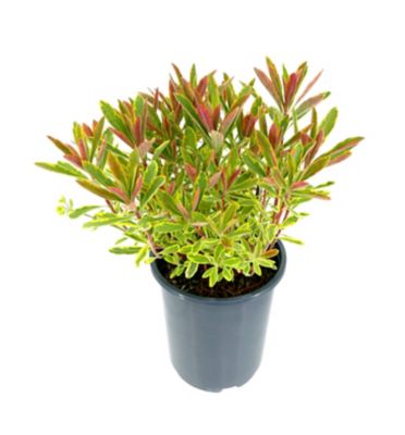 Euphorbia, 2.5 qt.