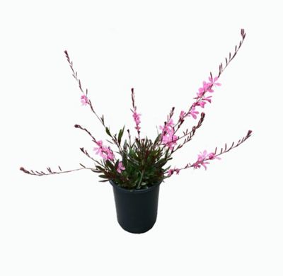 Gaura, 2.5 qt.