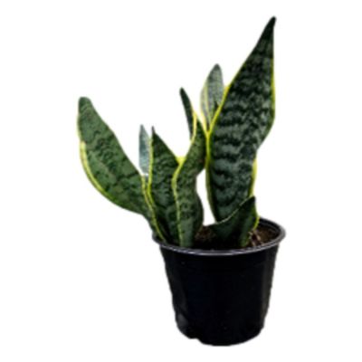 6 in. Sansevieria Superba Live indoor Houseplant in Grower Pot, 1 pc., 74088980554