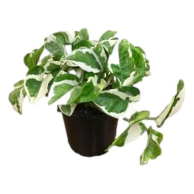 5 in. Pearls and Jade Live Houseplant in Grower Pot, 1 pc.