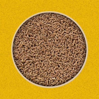 Image showing  16% Layer Pelleted Chicken Feed, 50 lb. Bag