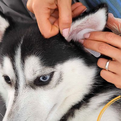 Image showing 7 th Veterinary Formula Clinical Care Ear Therapy Wipes for Dogs and Cats