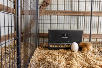 Image showing  6-Hole Small Animal Poly Creep Feeder