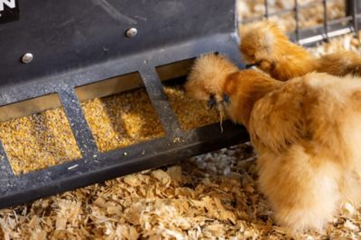 Image showing  6-Hole Small Animal Poly Creep Feeder