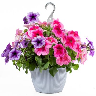 Hanging Color Basket