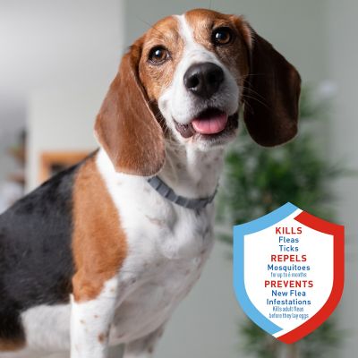 Image showing  Plus Flea and Tick Collar for Dogs and Puppies, 6 Months Protection