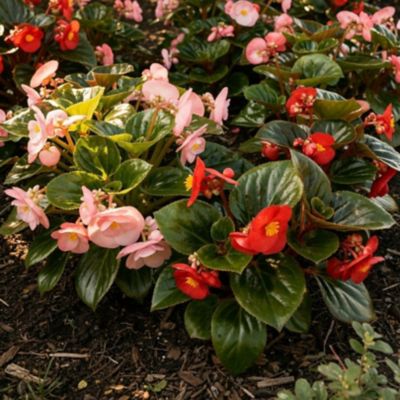 4 pk. Begonia