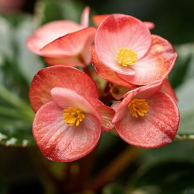 Image showing 4 pk. Begonia